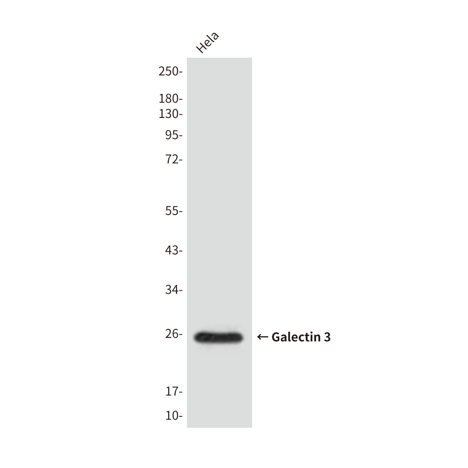 Galectin 3 (4B2) Mouse mAb