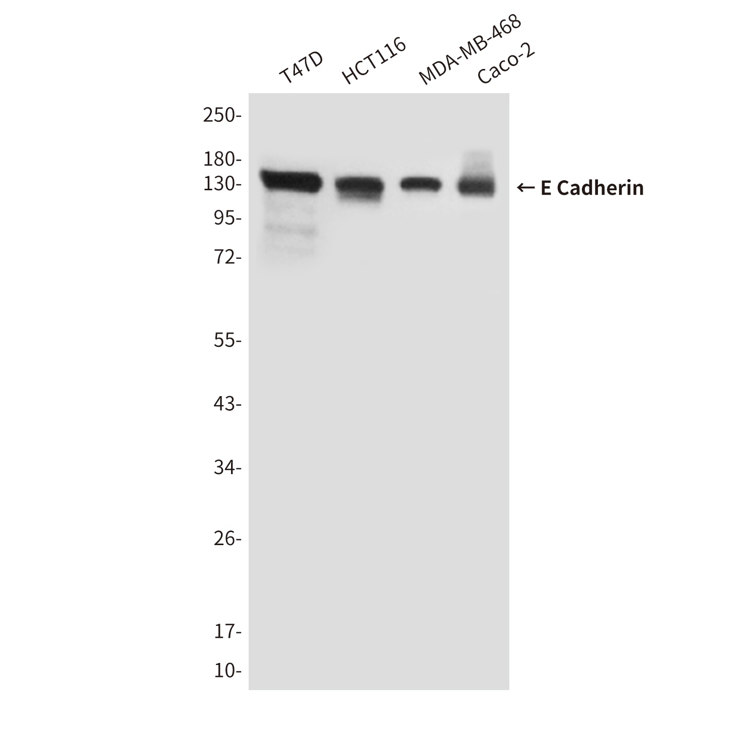 E Cadherin (6B10) Mouse mAb