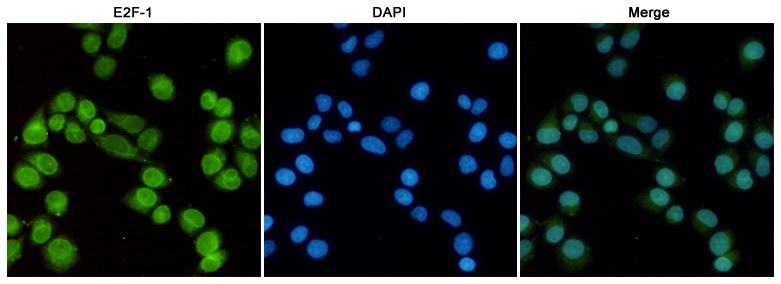 E2F1 Antibody