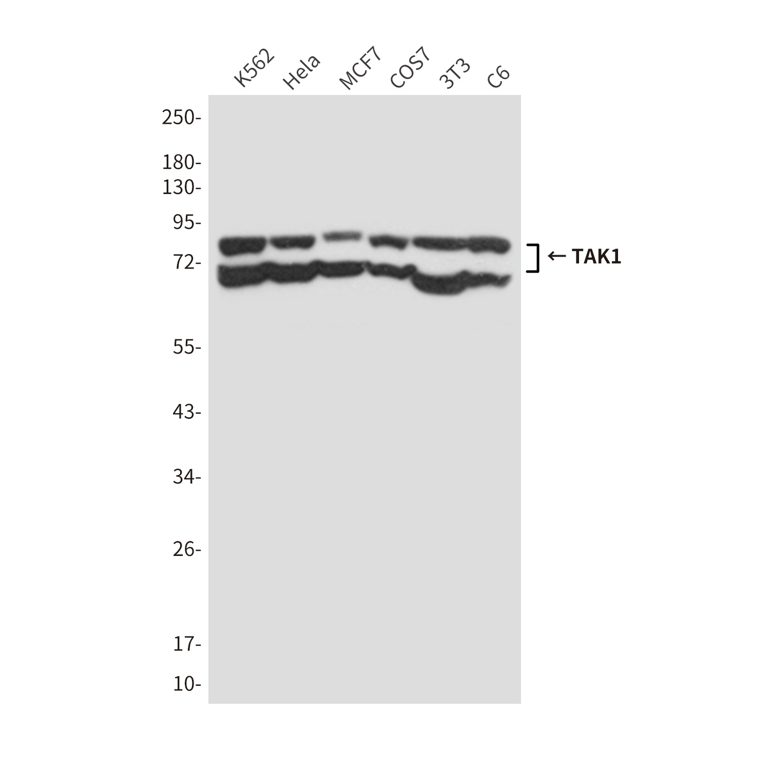 MAP3K7 Antibody