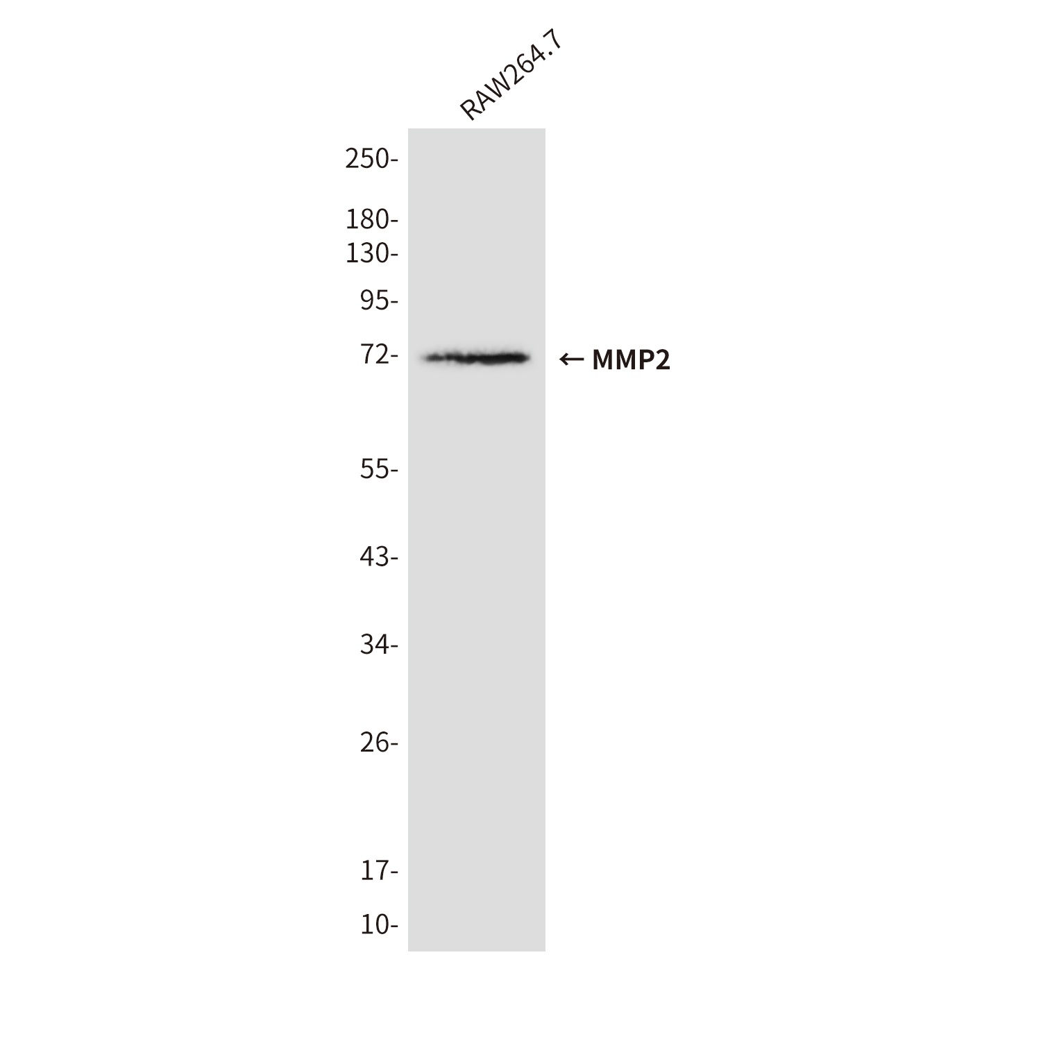 MMP2 (3A8) Mouse mAb