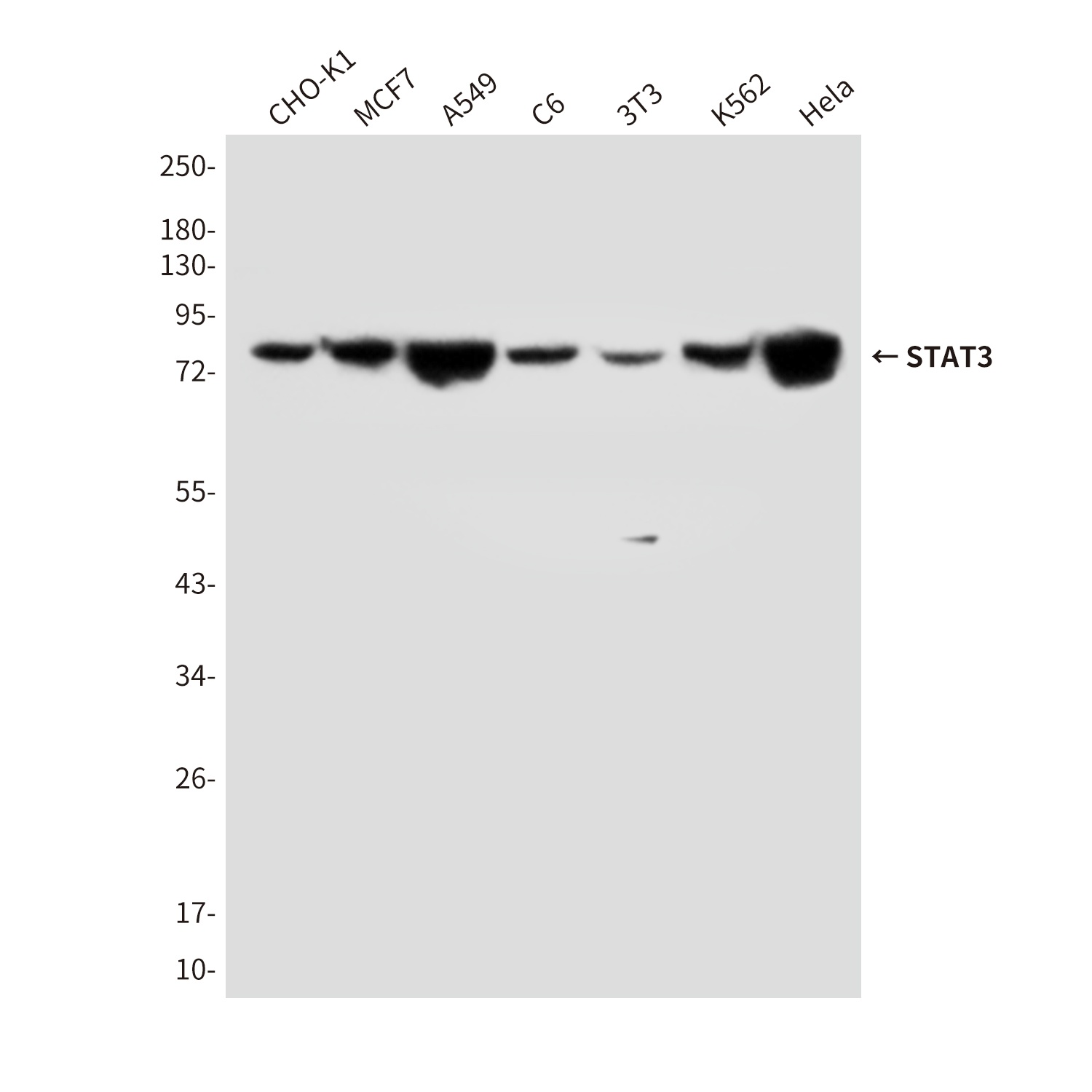 STAT3 (4C8) Mouse mAb