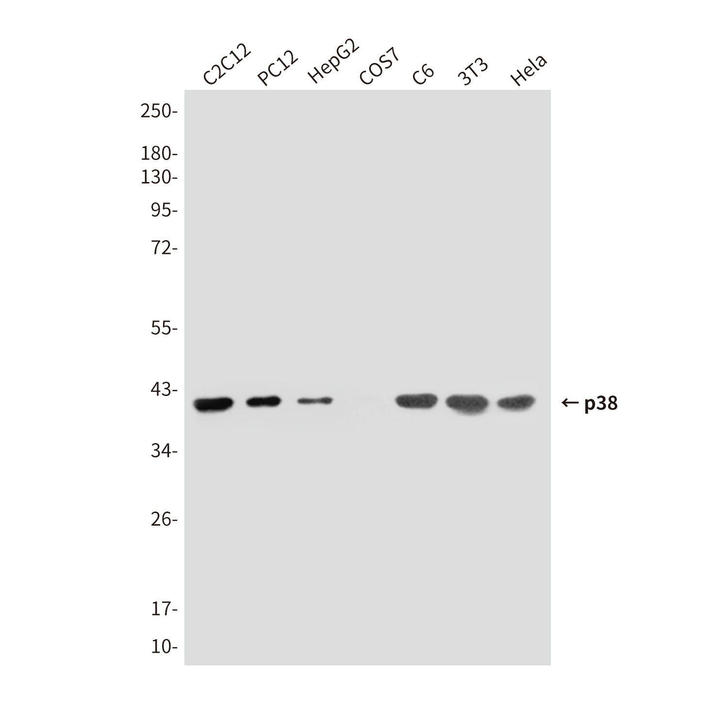 p38 (5A1) Mouse mAb