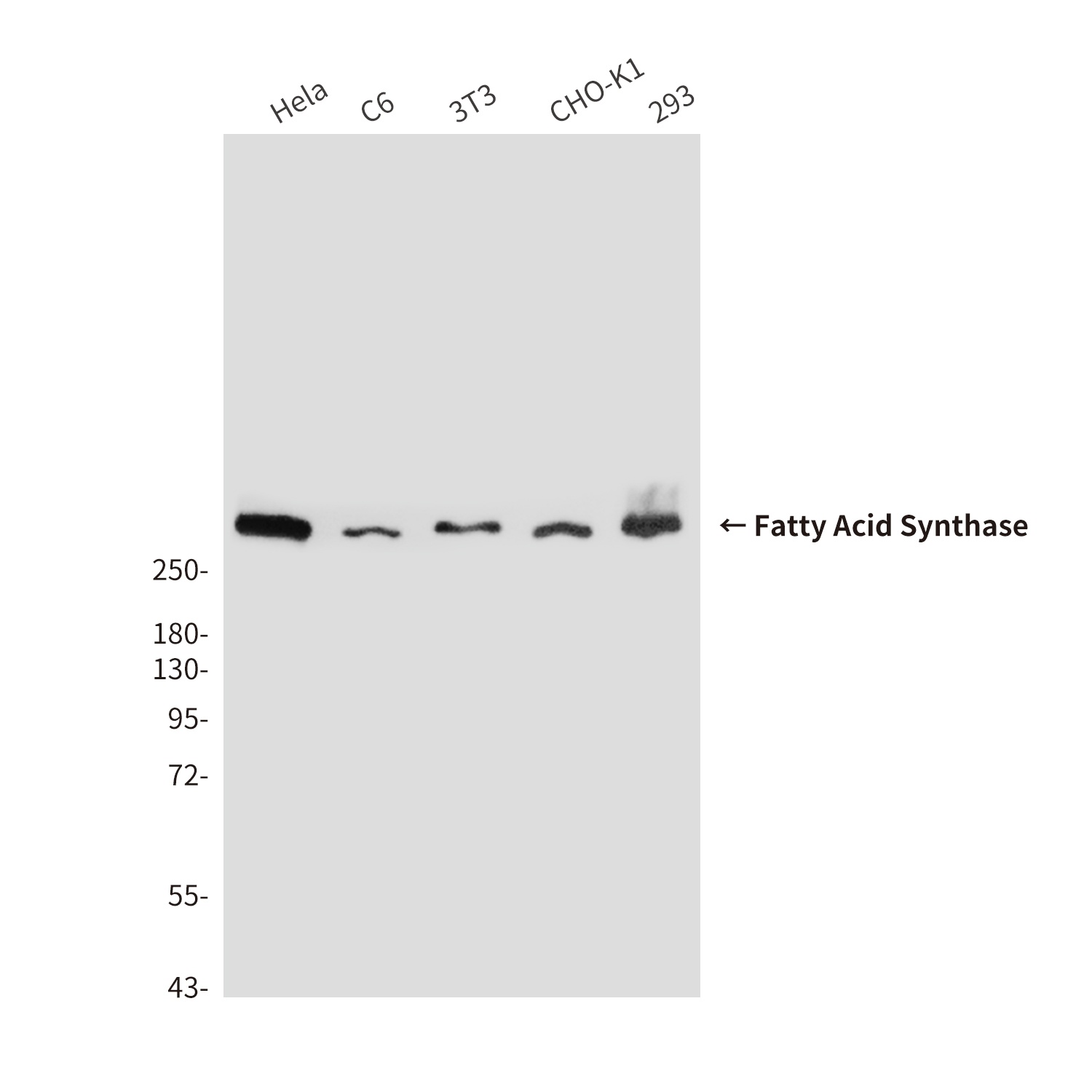 Fatty Acid Synthase (2F9) Mouse mAb