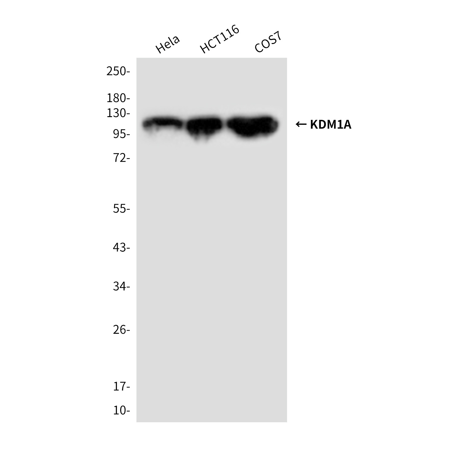 KDM1A Antibody