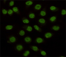 KDM1A Antibody