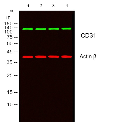 CD31 Rabbit pAb