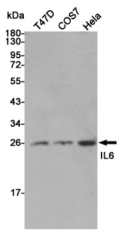 IL-6 Rabbit pAb