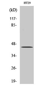 TGFB1 Antibody