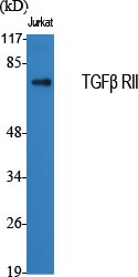 TGF beta Receptor II Rabbit pAb