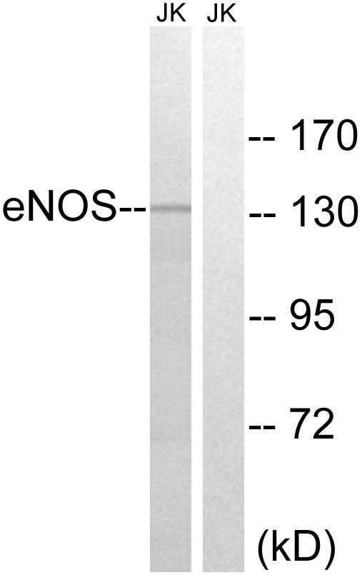 eNOS Rabbit pAb