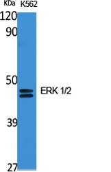 ERK1/2 Rabbit pAb