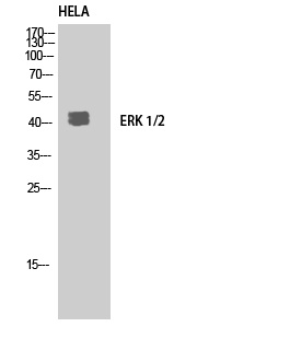 ERK1/2 Rabbit pAb