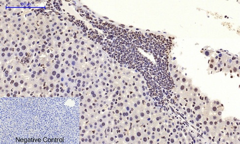 MYC Antibody