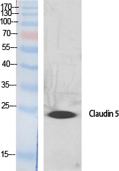 CLDN5 Antibody