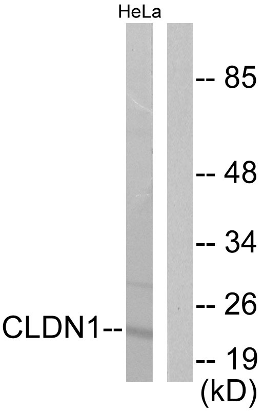 Claudin 1 Rabbit pAb