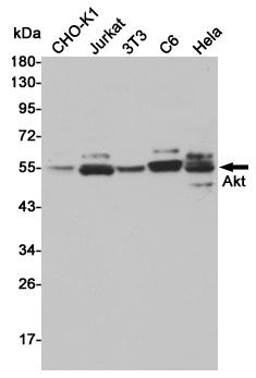 AKT Rabbit pAb