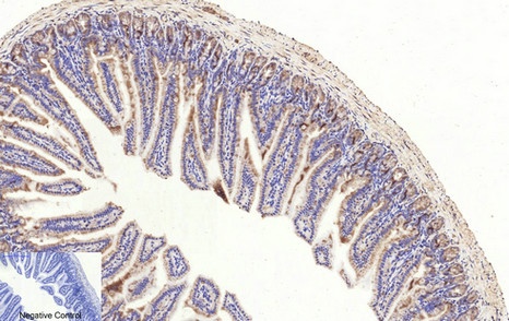 CASP3 Antibody