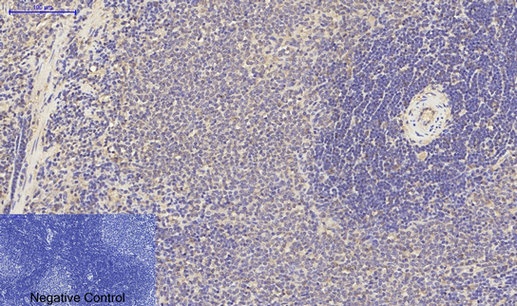PPARG Antibody
