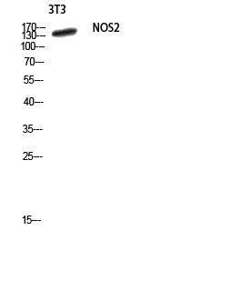NOS2 Antibody