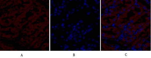 NOS2 Antibody