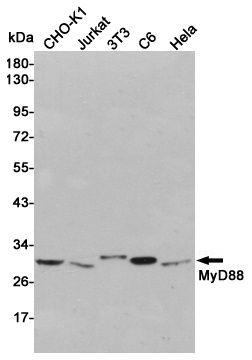MyD88 Rabbit pAb
