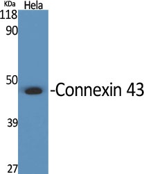 Connexin 43 Rabbit pAb