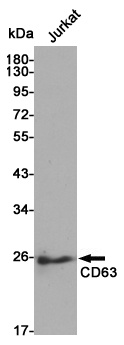CD63 Rabbit pAb