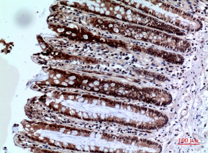 FOXP3 Antibody