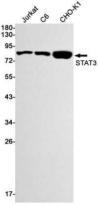 STAT3 Rabbit mAb