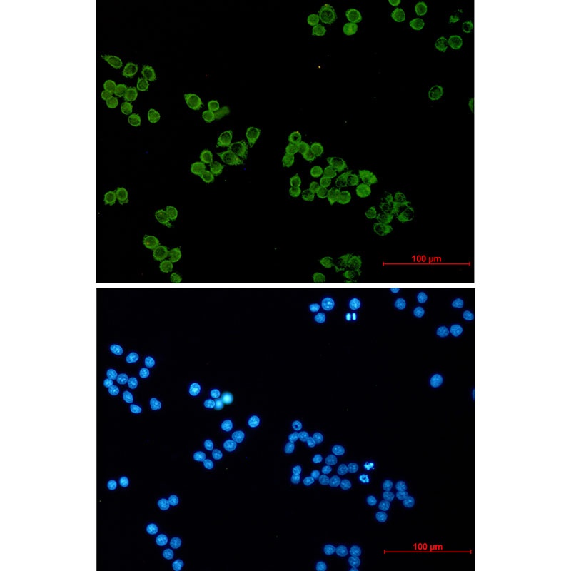 SNAP25 Antibody