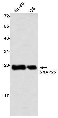 SNAP25 Antibody