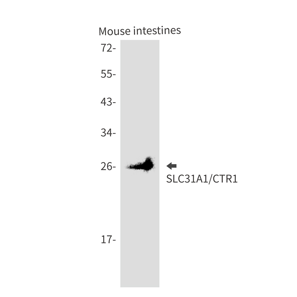 SLC31A1 Antibody