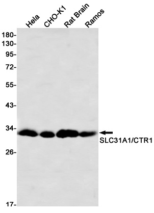 SLC31A1 Antibody