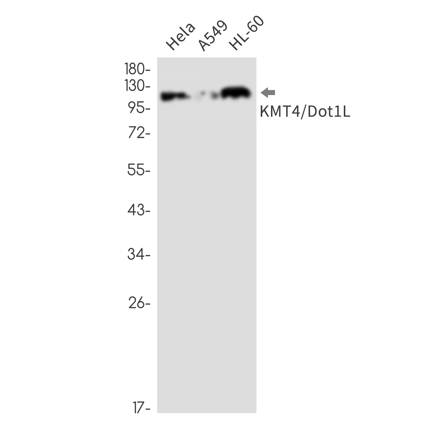 DOT1L Antibody