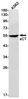 SLC7A11 Antibody