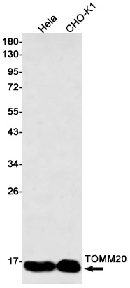 TOMM20 Antibody