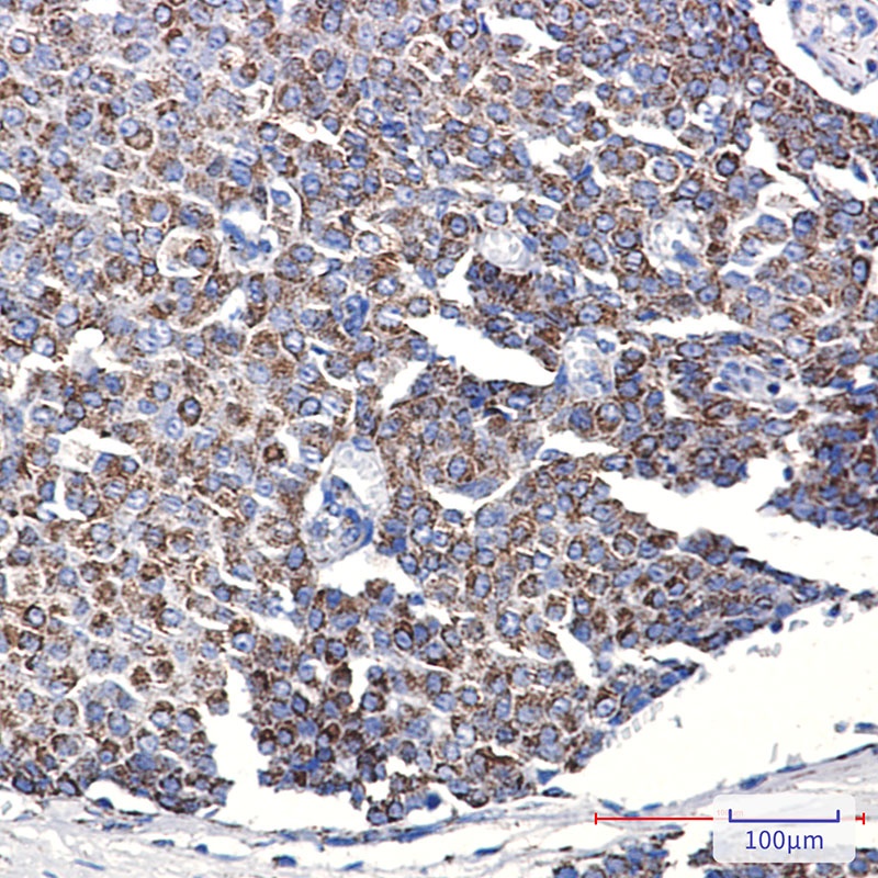 TOMM20 Antibody