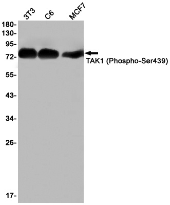 MAP3K7 Antibody