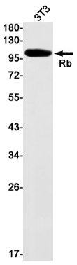 RB1 Antibody