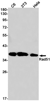 RAD51 Antibody