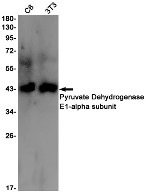 PDHA1 Antibody