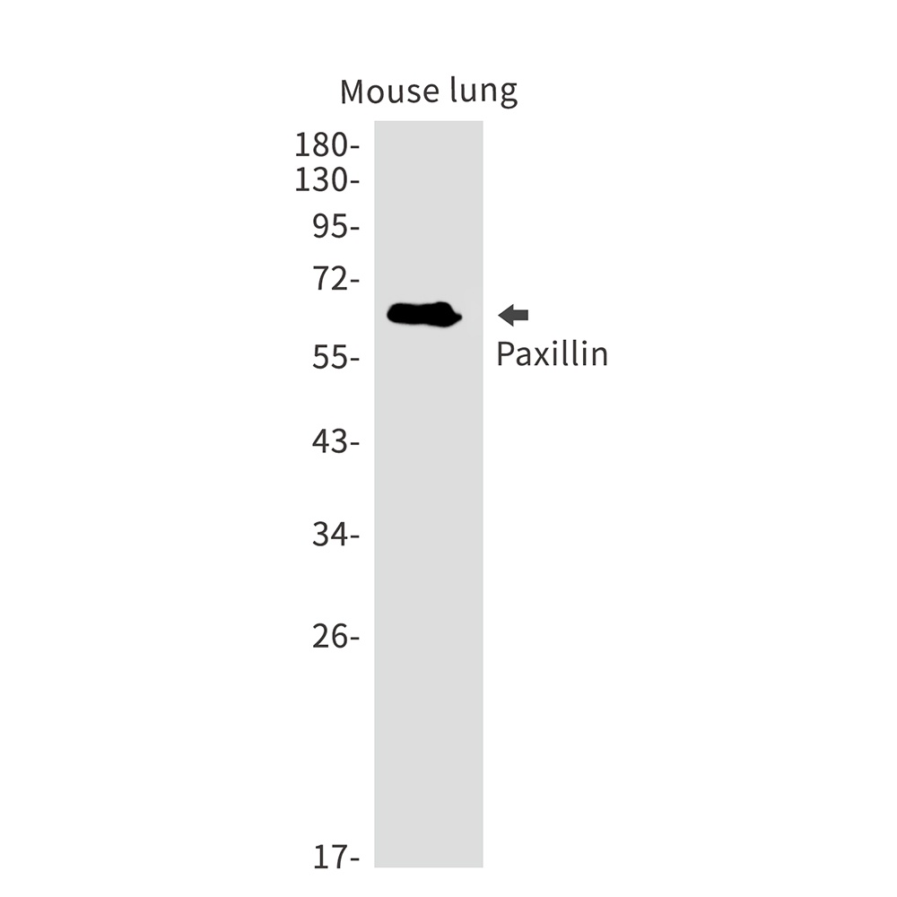 PXN Antibody