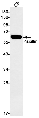 PXN Antibody