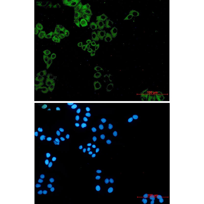 Paxillin Rabbit mAb