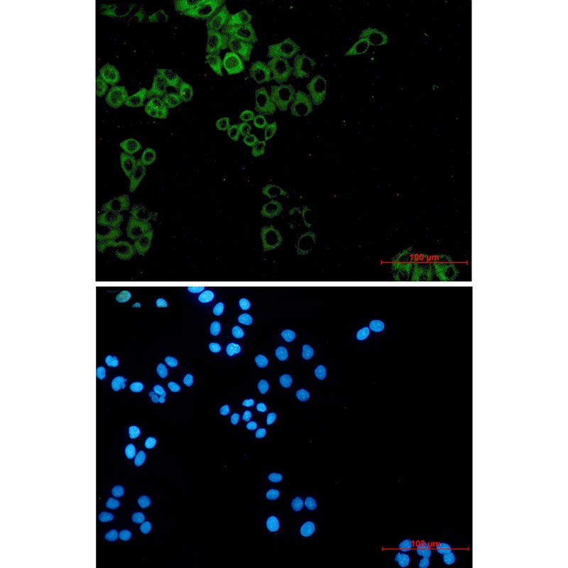 PXN Antibody