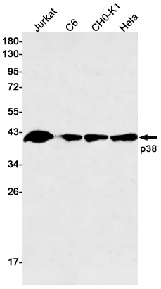 p38 Rabbit mAb
