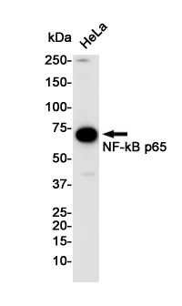 RELA Antibody