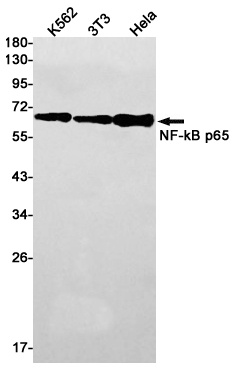 RELA Antibody