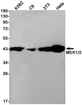 MEK1/2 Rabbit mAb